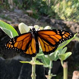 Meet your Posher, Josephine